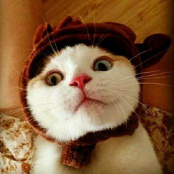 情侣头像猫咪头像全是猫咪