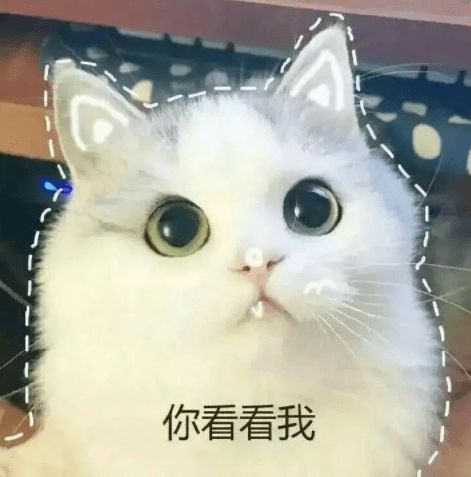 我小猫咪只负责萌,你只负责宠第86期喵表情
