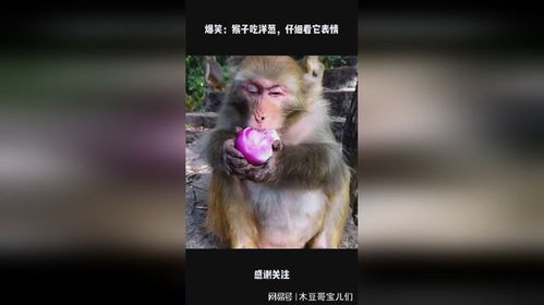 爆笑猴子吃洋葱,仔细看它表情