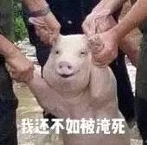 这只刷屏的微笑猪,靠一个表情就火遍了世界