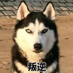 成年人最常用的20句潜台词,哈哈哈哈哈不愧是我