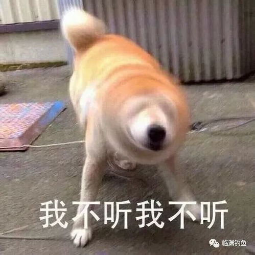 笑掉裤子2017年最火表情包最搞笑图片最没品新闻集锦
