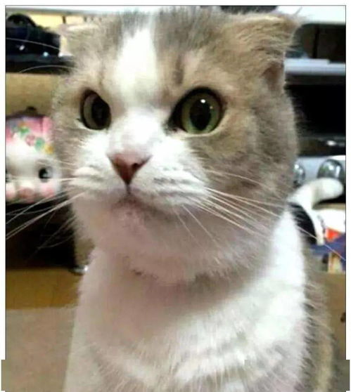 告诉猫咪没钱买小鱼干了,它听到后的表情,让主人瞬间笑喷