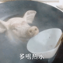 最新热门搞笑表情包动图片gif图动态图