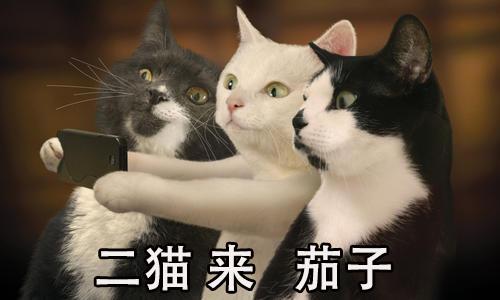 我超级喜欢的一组搞笑猫猫表情,超可爱沙雕哇,快来收图
