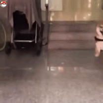 最全微信柴犬表情包大全合集,搞笑斗图贱表情包