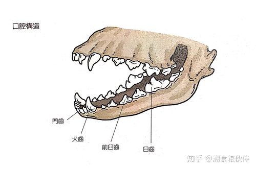 可爱猫头像画法卡通臼齿