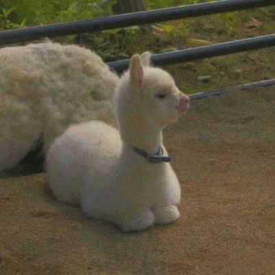 沙雕动物头像图片狗和猫沙雕头像