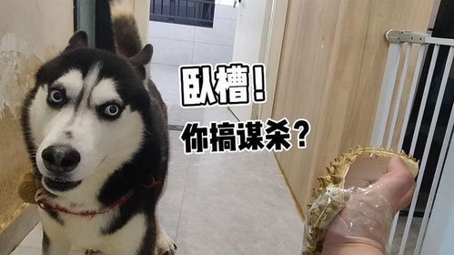 把榴莲做成手套打哈士奇一巴掌,二哈震惊了实在太搞笑了