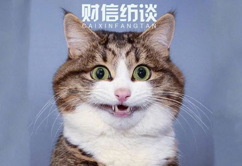 搞笑女表情包猫咪