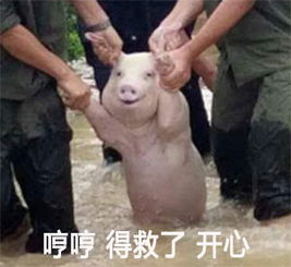 一只被救的猪,做成表情包