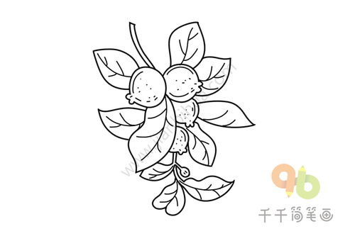番石榴简笔画步骤图片