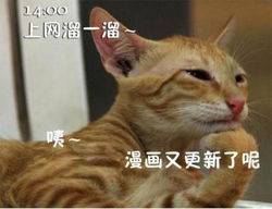 猫咪演绎上班族的一天
