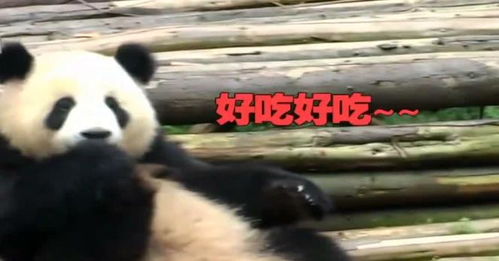 熊猫宝宝变吃脚大汉表情值得点赞真是回味无穷啊