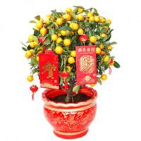 微信头像桔子盆景微信头像图片大全