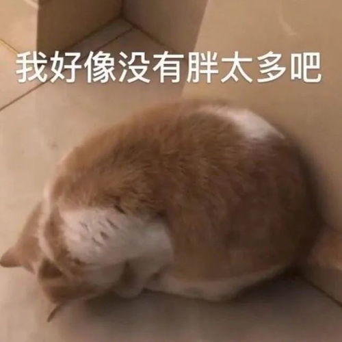 微信搞笑表情包这是小猫咪能看的吗