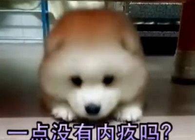 狗狗犯错被主人训斥了几句,生气的躲桌底不肯出来了,热门表情包
