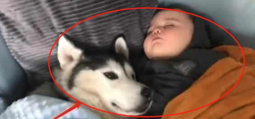 二哈喜欢粘着小主人,妈妈不让,狗子的表情笑喷了咋,你有意见