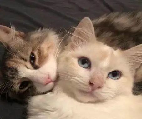 快来解读猫咪冲你叫是要跟你表达啥