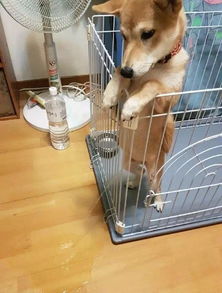 狗图片搞笑表情图片柴犬
