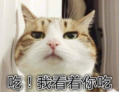 你们的猫都送过什么礼物给你