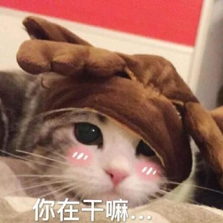 在干嘛搞笑表情包猫咪