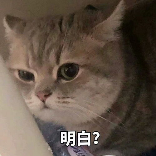 可爱搞笑又沙雕的表情包大全