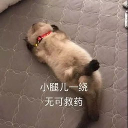 表情包小腿儿一蹬,与世无争