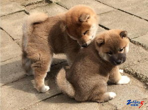 纯种日本柴犬日本狗出售柴柴表情包