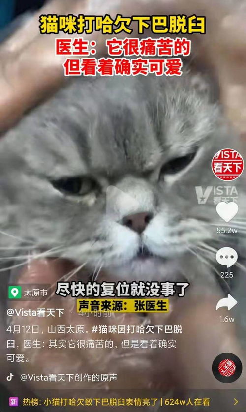 心疼又好笑猫咪打哈欠下巴脱臼了网友帧帧都是表情包