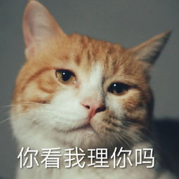 发表情表情包大全微信表情包qq表情包fabiaoqing.com