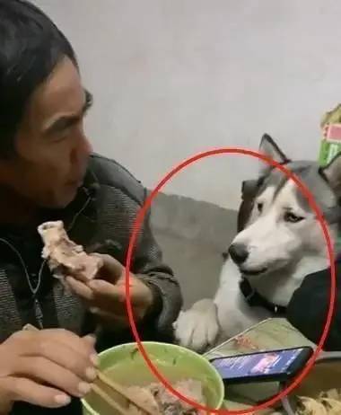 姥爷吃大骨头,一旁二哈的表情笑喷了,狗姥爷,给我吃一口呗