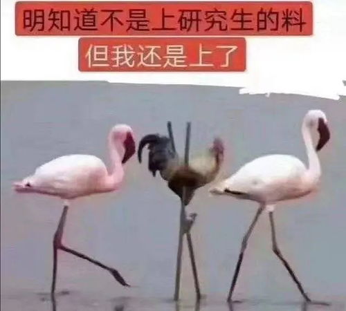 本研0每次发学习笔记都会被导鼓励表扬