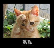 猫猫狗狗的表情超级可爱