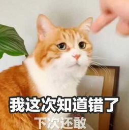 20张搞笑表情包,填充你的斗图库