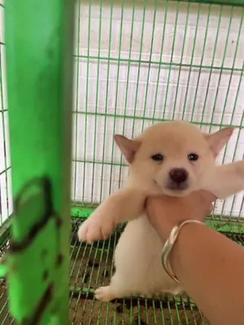 哈哈哈哈哈哈,被封印了柴犬柴柴日常柴犬表情包柴犬幼崽柴犬犬舍性价比超高