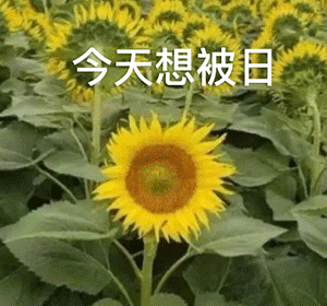 今晚吃什么,火锅还是我