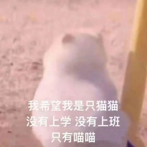 专升本教你如何弯道超车,纯干货