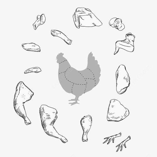 黑白简洁手绘鸡肉鸡的分解免扣新图网ixintu.com免抠素材