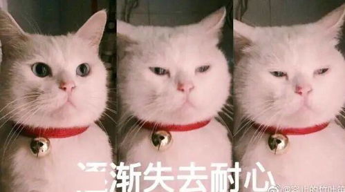 期中考不慌,来小q这里领取一份免挂攻略吧