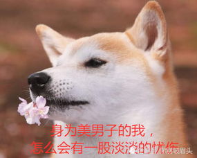 最近这只傲娇柴犬火了看尽世间繁华,终抵不过单身的宿命