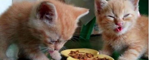 怪不得都说橘猫会长很胖,看了橘猫吃猫粮的表情就秒懂了