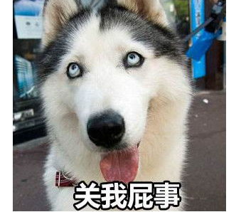 柴犬跟二哈学坏了主人拿出打狗棒打它时柴柴的动作让主人觉得害怕