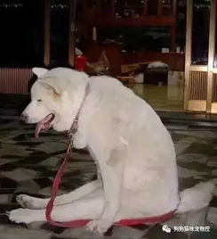 你好像是一条狗吧,能不能注意下你的坐姿