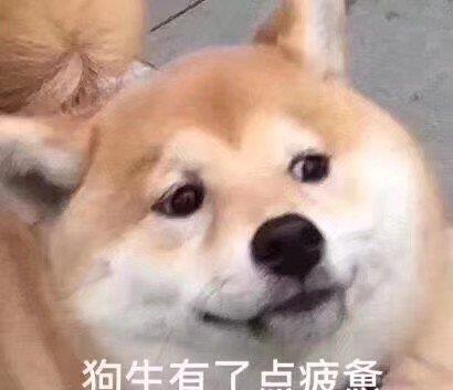 撩汉利器,超可爱动物表情包