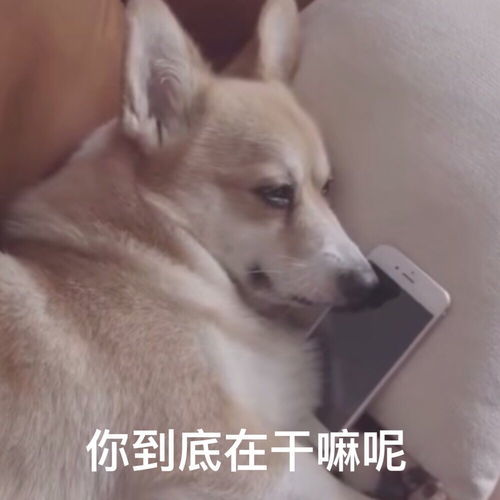 搞怪文案怎么毁掉一个男孩子,这个世界上是没有奥特曼的