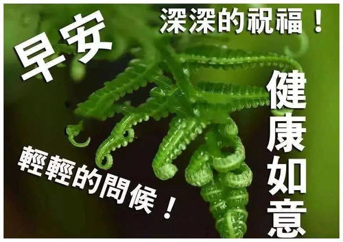 问候大家早上好问候语图片表情大全早上好问候祝福图片精选