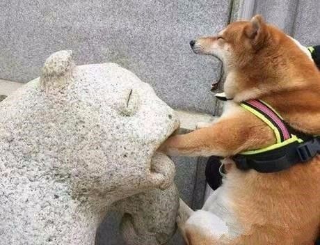 每日一笑,一张图,告诉你什么叫委屈