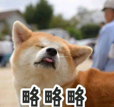 柴犬宠物界的戏精比二哈演技还要高主人每天看它演戏好累哦