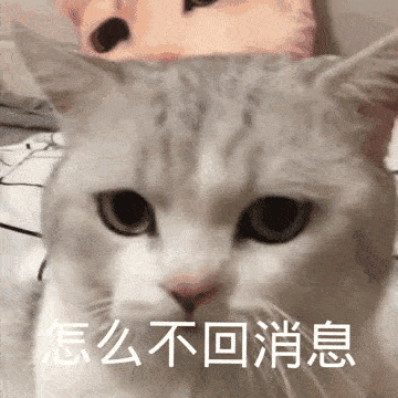 沙雕猫猫动图表情包